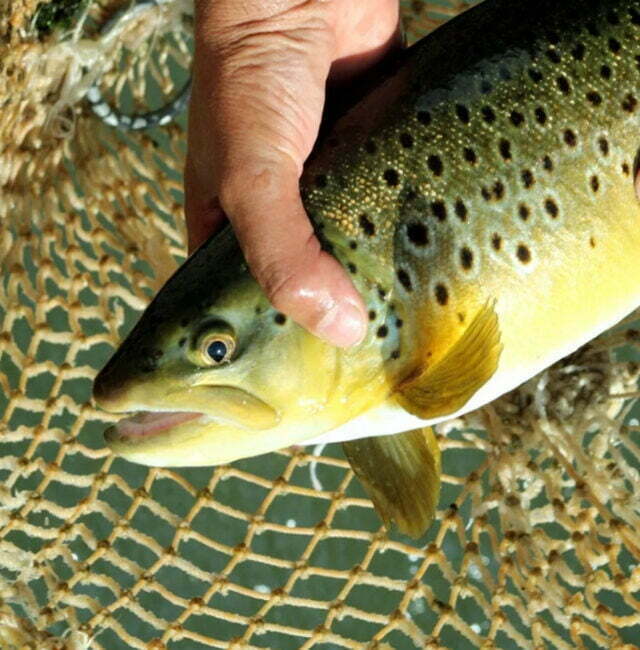 Trout Fish Farming