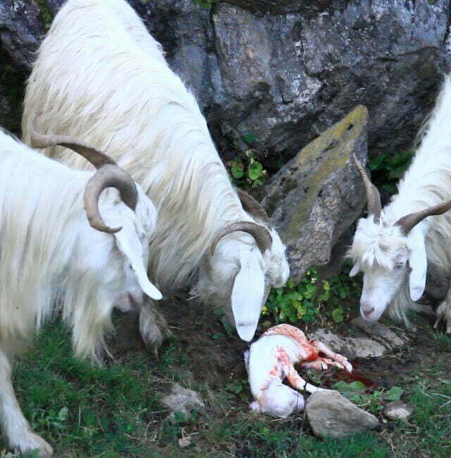 Mountain Goat Farming