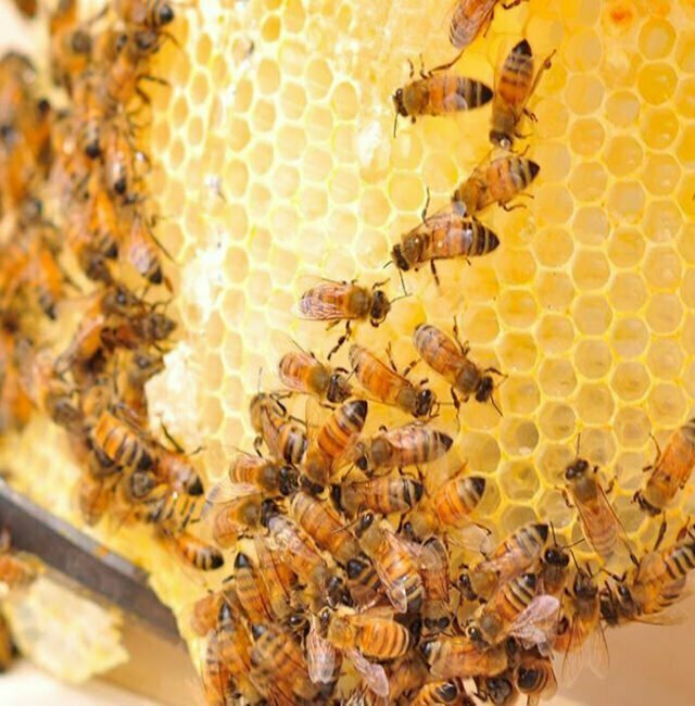 Bee Farming
