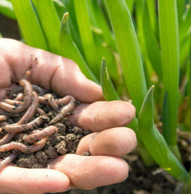 Agriculture & Organic Farming