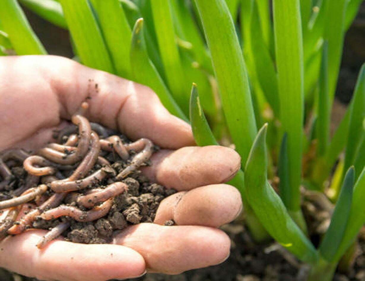 Agriculture & Organic Farming