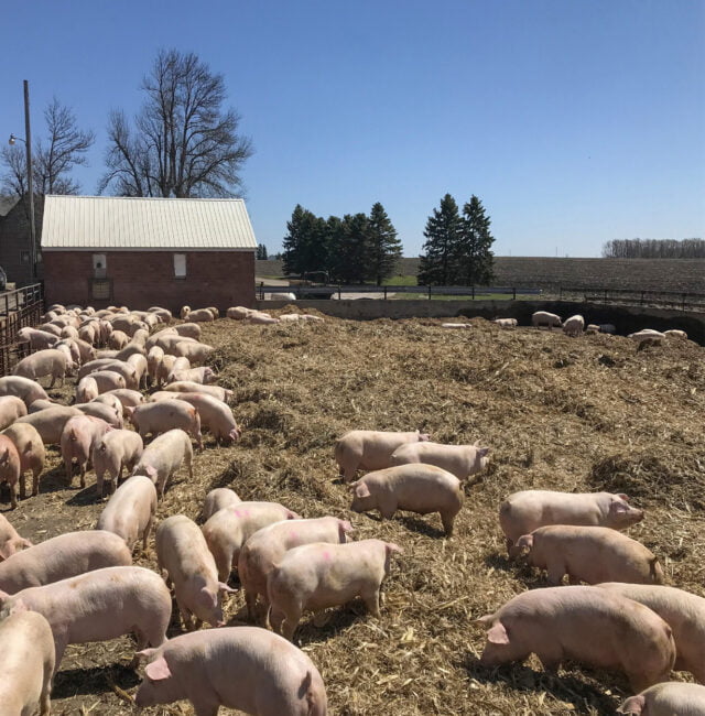 Pig Farming