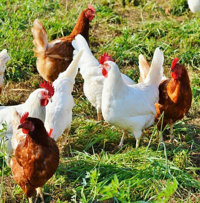 Poultry Farming