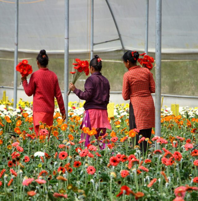 Flower Farming